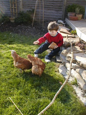 Colin Feeding our Neighbors chickens